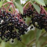 Sambucus nigra L., schwarzer Holunder,