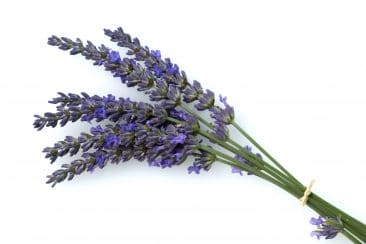 Lavandula angustifolia MILL., Lavendel