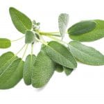 Salbei, Salvia officinalis L.,