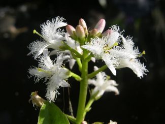 Fieberklee, Menyanthes trifoliata L.