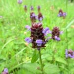 Braunelle, kleine - Prunella vulgaris L