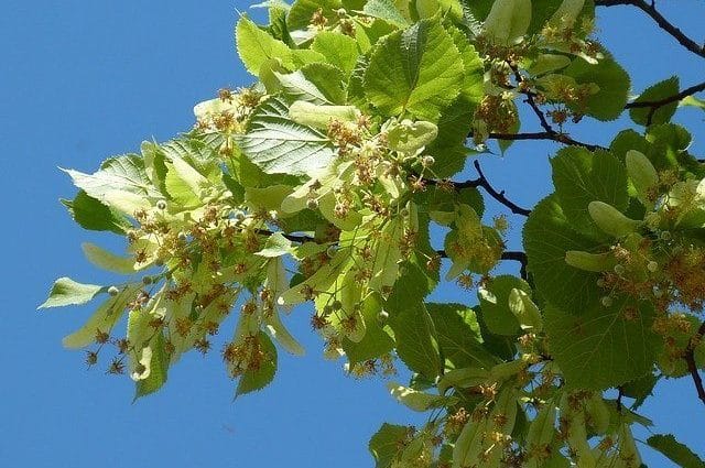 Tilia L., Linde, Baum des Jahres 2021