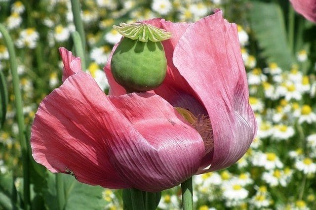 Schlafmohn, Papaver somniferum L.