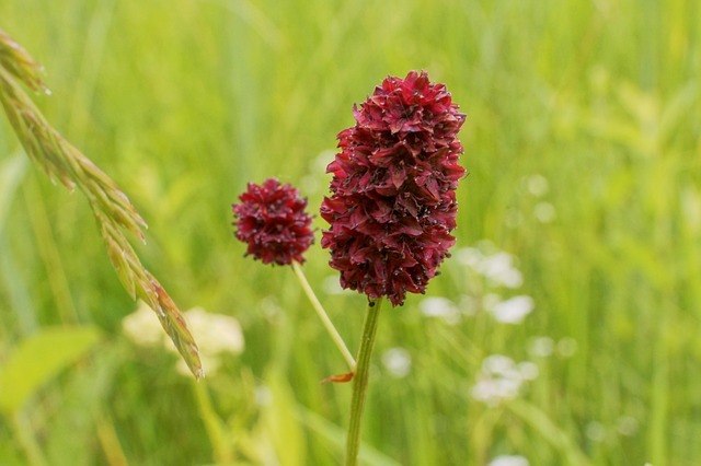 Sanguisorba officinalis, L., großer Wiesenknopf