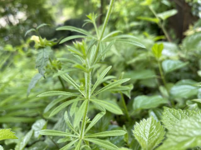 Klettenlabkraut - Galium aparine L.