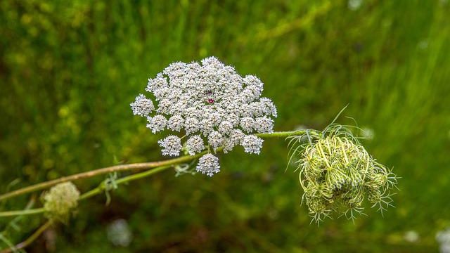 Wilde Möhre, Daucus carota subsp. carota L.