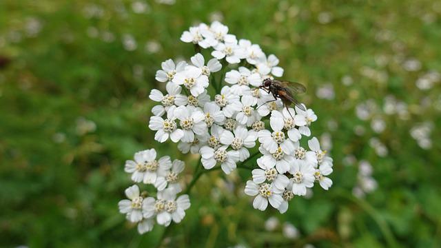 Schafgarbe, Achillea millefolium L.