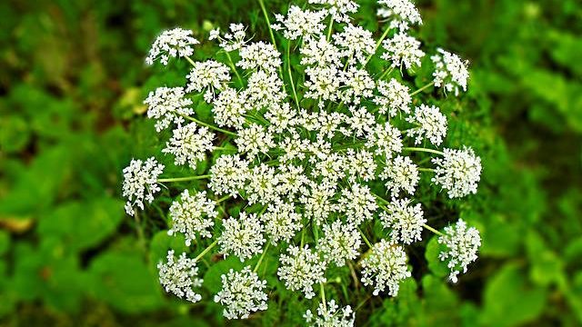 Schierling, Conium maculatum L.