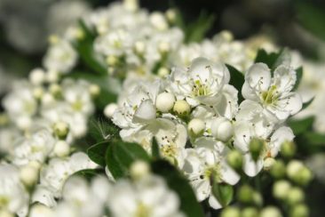 Weißdorn Blüte
