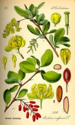 Berberis vulgaris L., Berberitze, Original book source: Prof. Dr. Otto Wilhelm Thomé Flora von Deutschland, Österreich und der Schweiz 1885, Gera, Germany