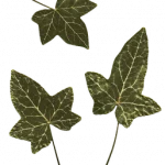 Efeu-Blätter