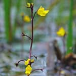 geh. Wasserschlauch