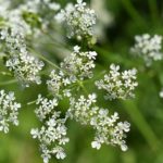 Petersilie-Blüte