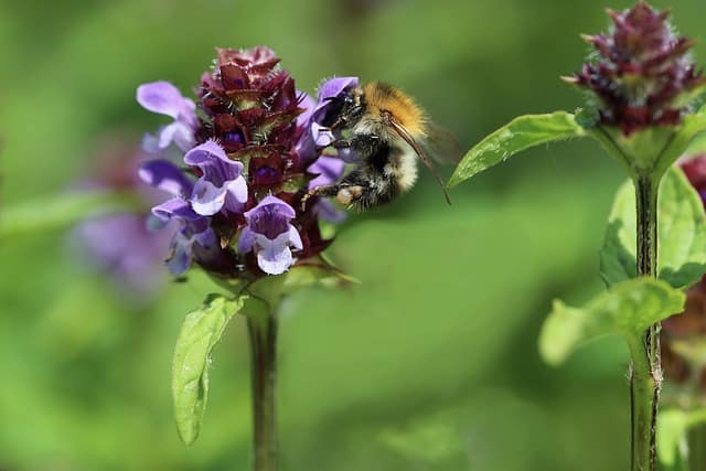 Kleine Braunelle, Prunella vulgaris