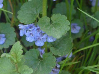 Gundermann, Gundelrebe, Glechoma hederacea