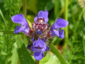 Kleine Braunelle, Prunella vulgaris
