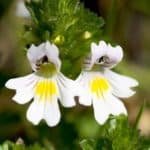 Augentrost, Euphrasia