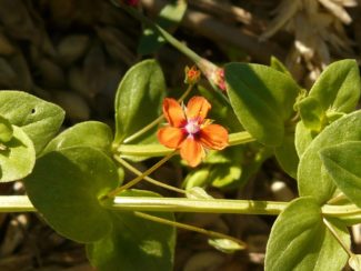 Ackergauchheil (Anagallis arvensis)