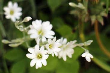 Acker-Hornkraut (Cerastium arvense)