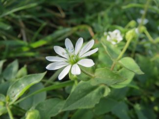 Wasserdarm (Myosoton aquaticum)