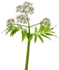 Baldrian, Valeriana officinalis L.