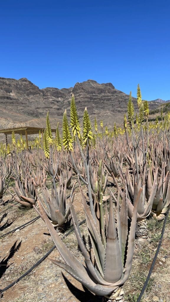 Aloe vera Pflanze