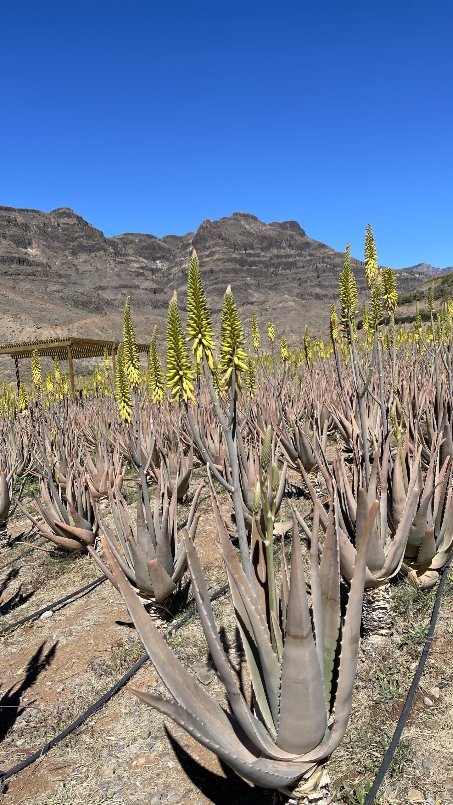 ALoe vera Pflanze