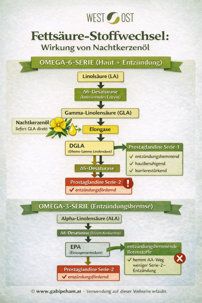 FS-Stoffwechsel Omega 6 versus 3