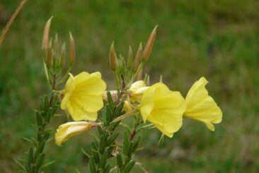 Oenothera biennis L.